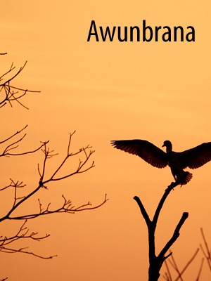 http%3A%2F%2Fewenbell.com%2Feditorial%2FWild%2Bin%2BArnhem