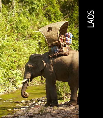 Elephants of Laos Photography Tour