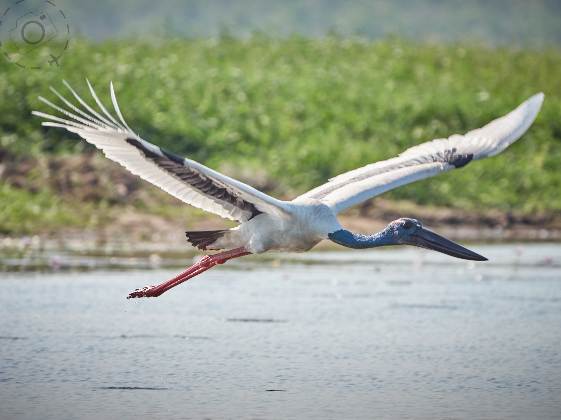 Black-necked Stork - Jabiru / Awunbrana in Arnhem