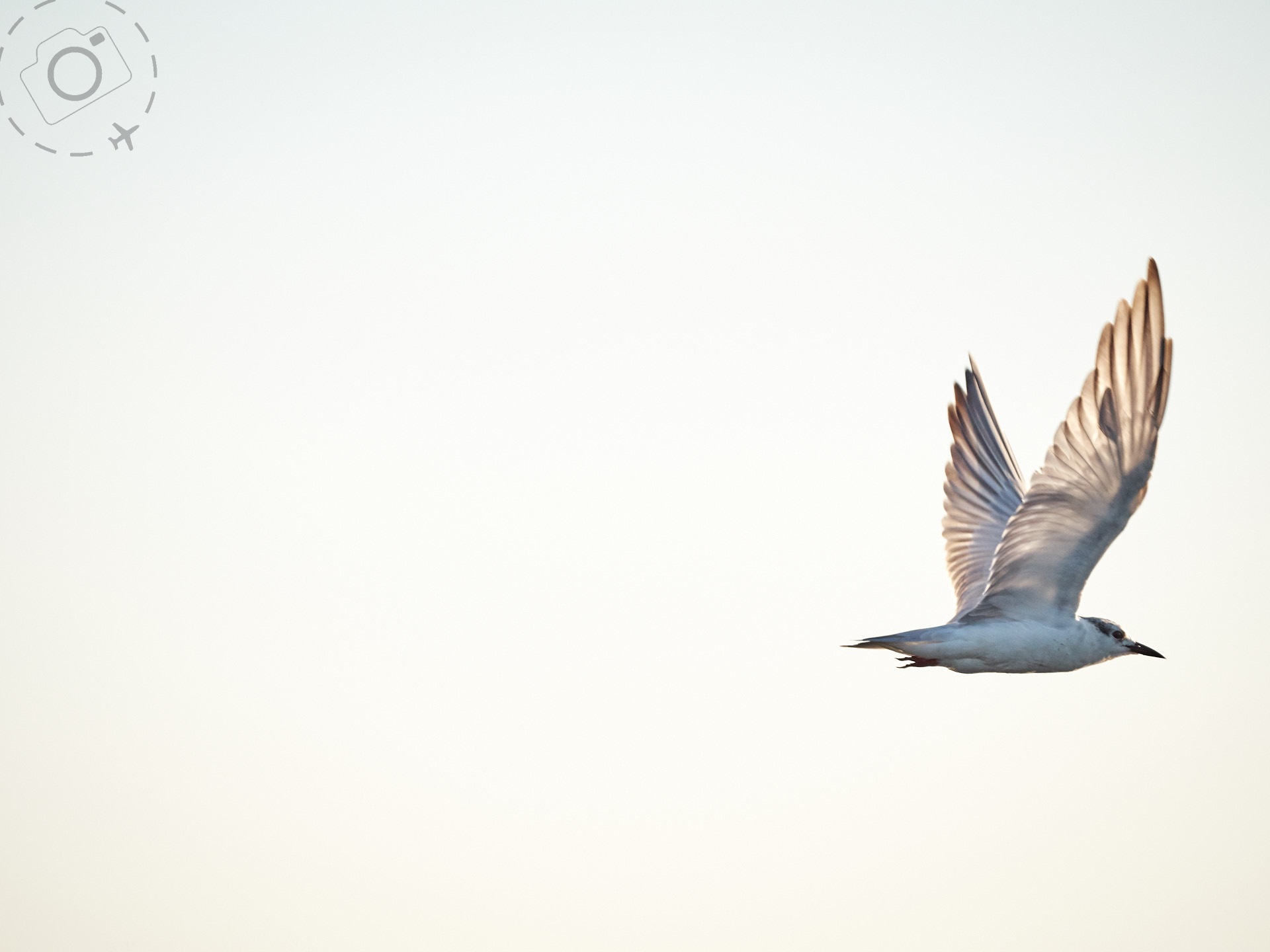 Art of Birds