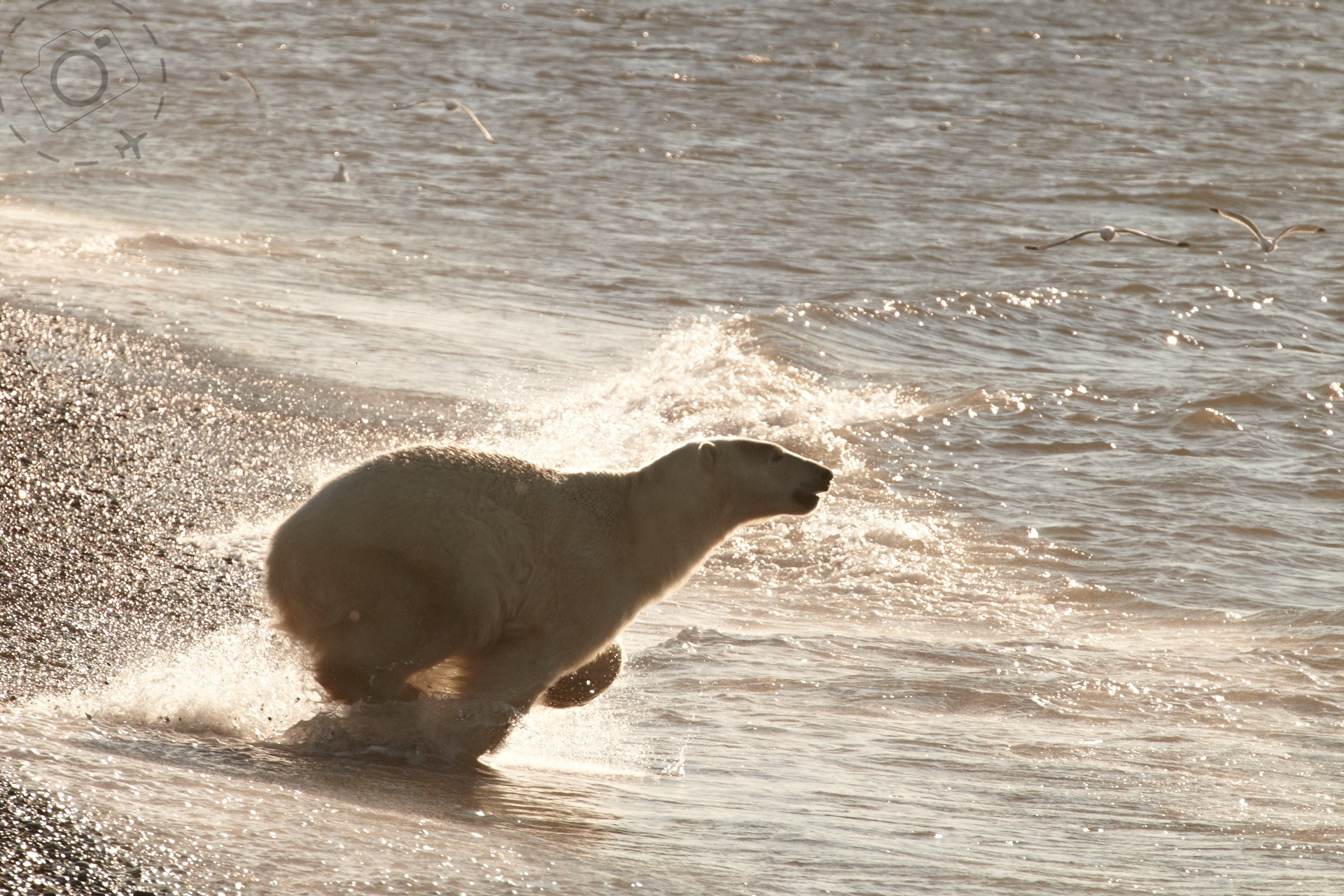 Puffins and Polar Bears | Photo Essay