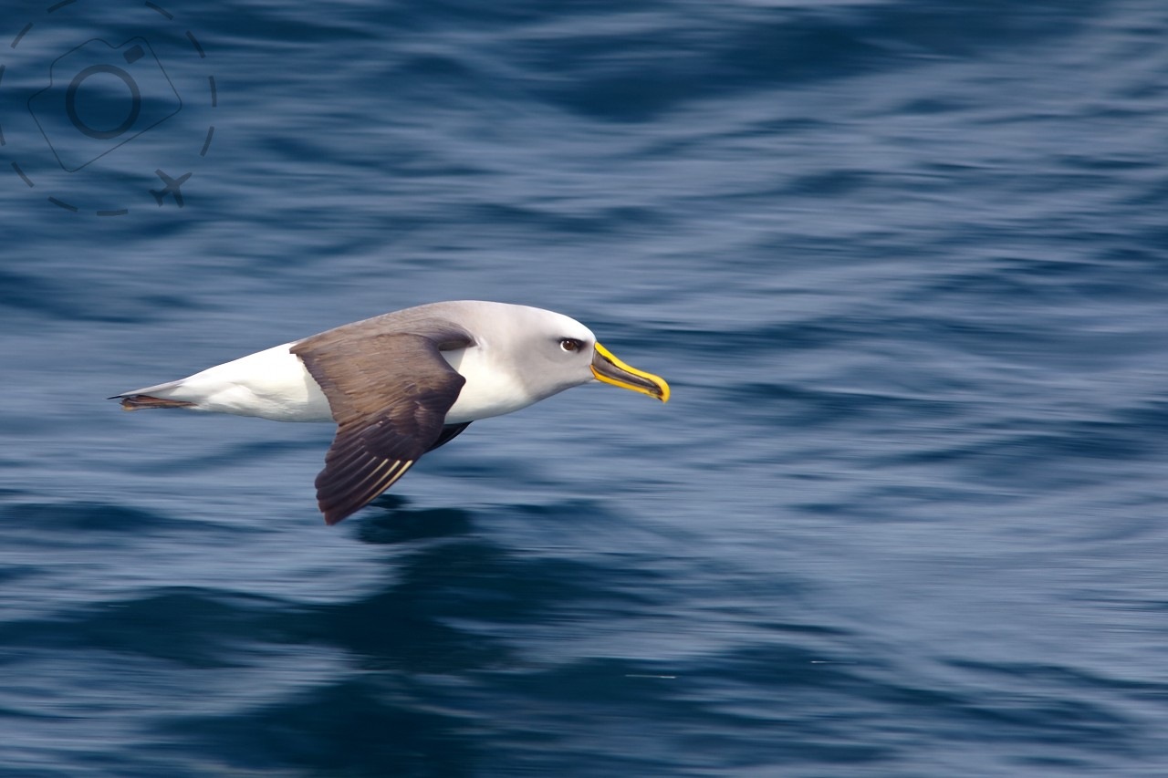 Cruising for Albatross