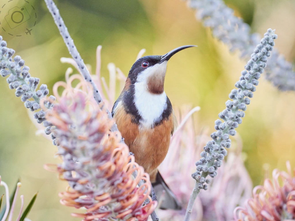 panasonic g9 for bird photography