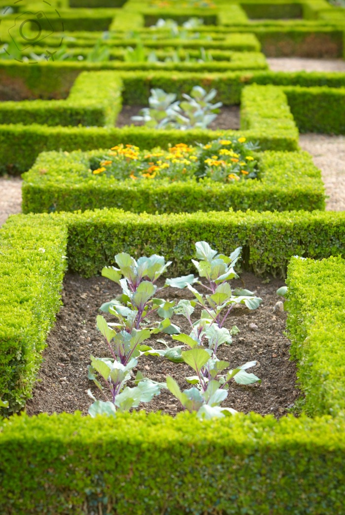 Gardening with family essay picture