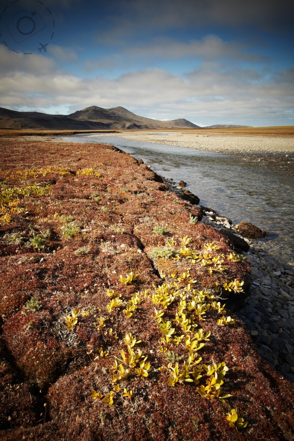 Природа острова врангеля фото Wrangel Island Photo Essay