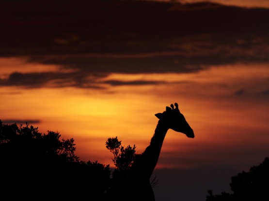 Lumix G9 in Kenya
