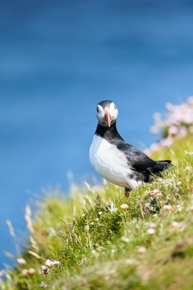 Puffins and Ponys | Photo Essay