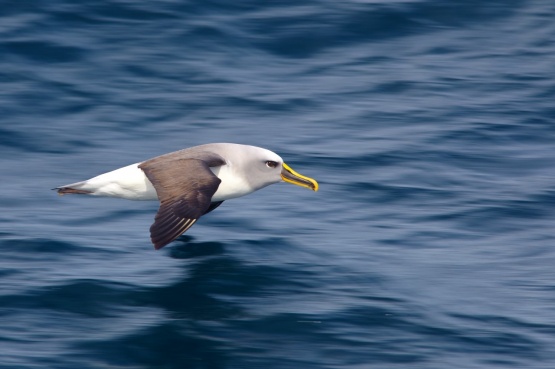 Cruising for Albatross